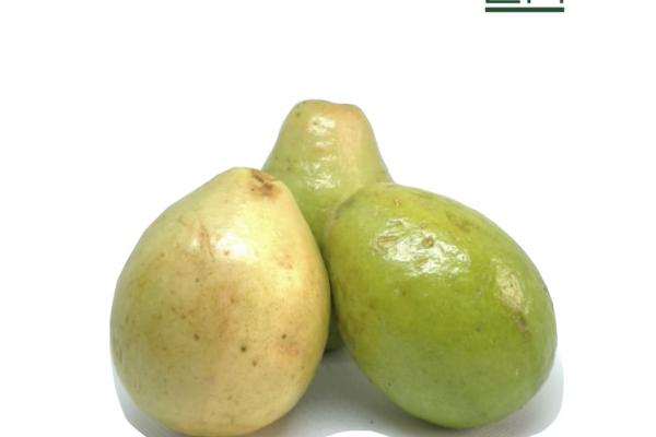 guayaba corriente_result